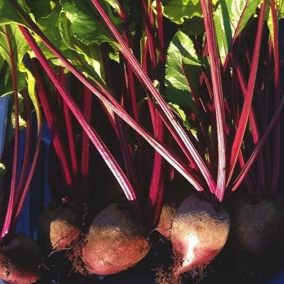 Beet Early Wonder - Saanich Organics Seeds