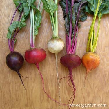 Beets Five Color Rainbow - Renee's Garden Seeds