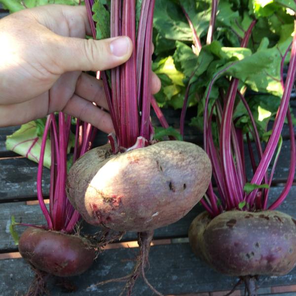 Beet Flat of Egypt - Good Earth Farms 