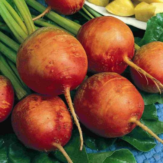 Beet Golden Detroit - McKenzie Seeds