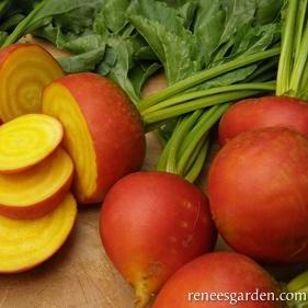 Beets Golden - Renee's Garden Seeds