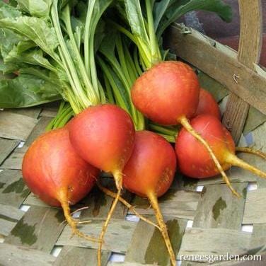 Beets Golden - Renee's Garden Seeds