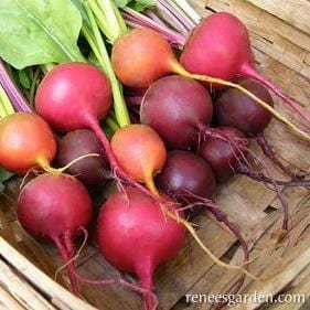 Beets Jewel-Toned Blend - Renee's Garden Seeds