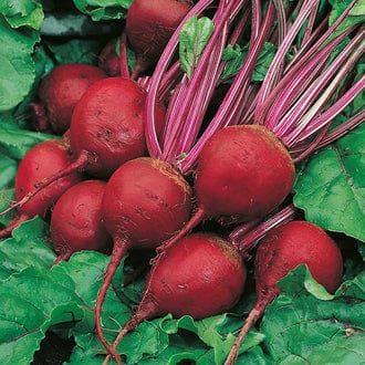 Beet Perfect 3 - MF Seeds