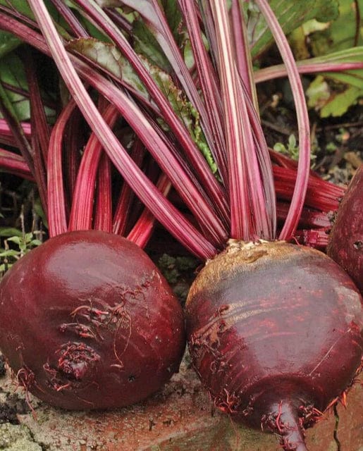 Beet Red Ace - West Coast Seeds