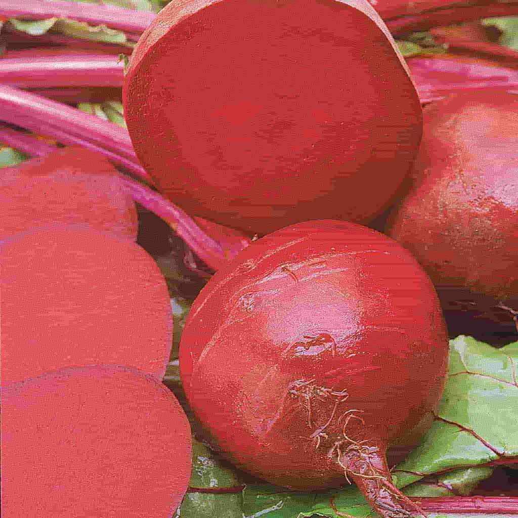 Beet Ruby Queen - McKenzie Seeds 
