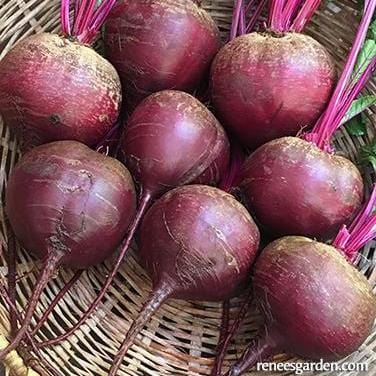 Beets Sweet Merlin - Renee's Garden Seeds