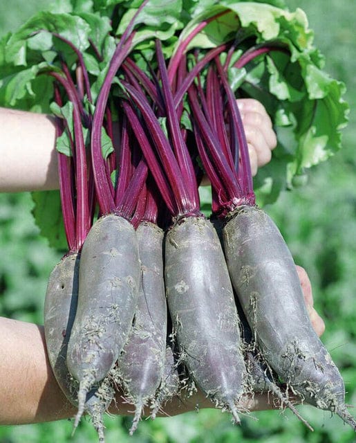 Beet Taunus - West Coast Seeds