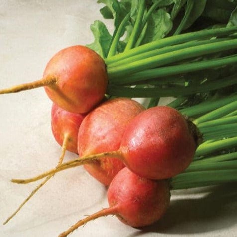 Beet Touchstone Gold - Aimers Organic Seeds