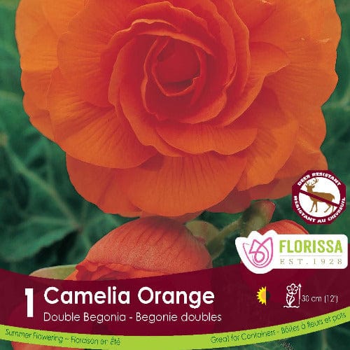Double Camelia Begonia Orange