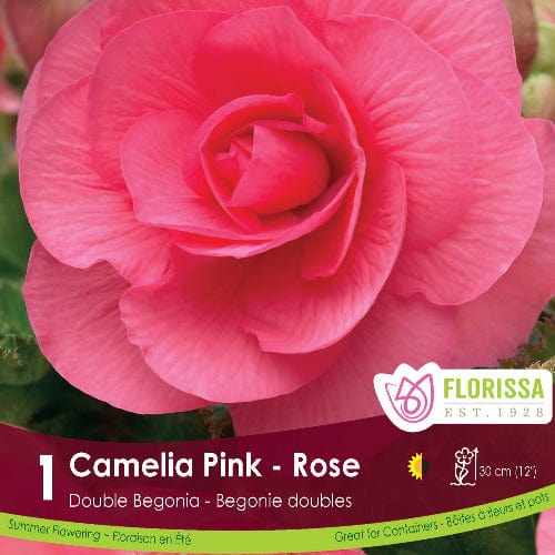 Double Camelia Begonia Pink 