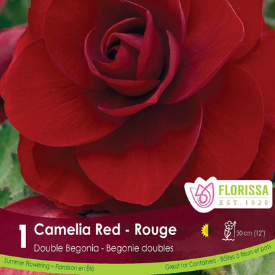 Double Camelia Begonia Red