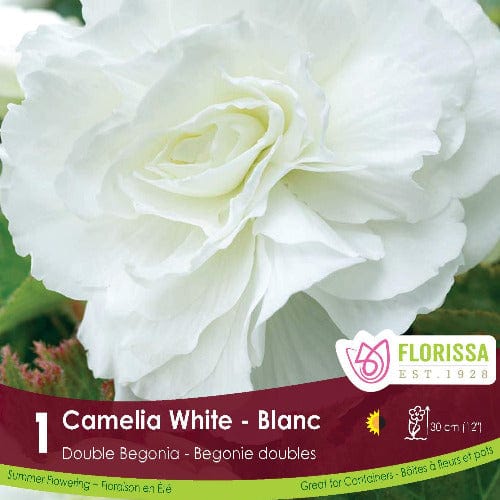 Double Camelia Begonia White
