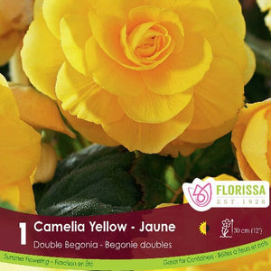 Begonia, Double - Camelia Yellow