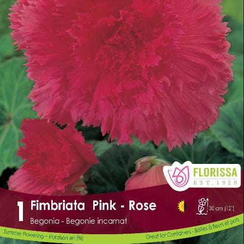 Begonia Fimbriata Pink