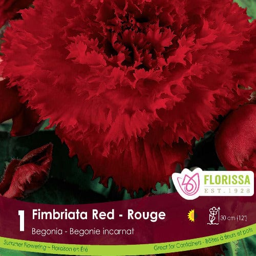 Begonia Fimbriata Red