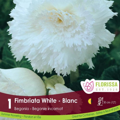 Begonia Fimbriata White