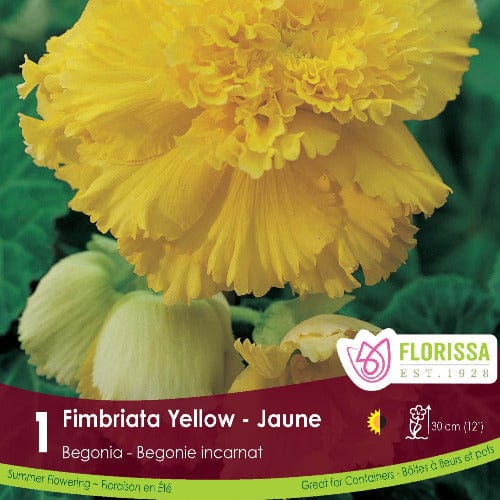 Begonia - Fimbriata Yellow