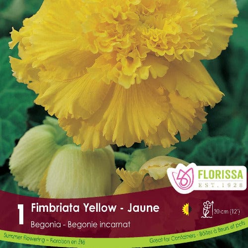 Begonia Fimbriata Yellow