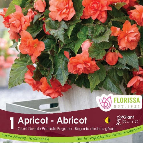 Begonia Double Pendula Apricot