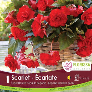 Begonia, Giant Double Pendula - Scarlet