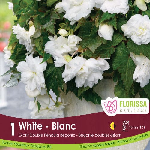 Giant Double Pendula Begonia White