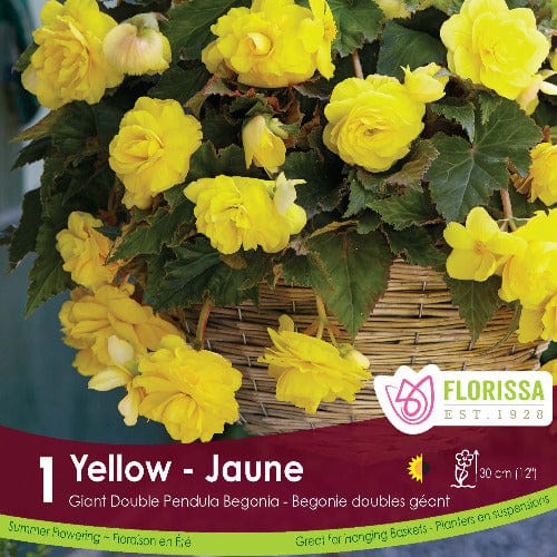 Giant Double Pendula Begonia Yellow 