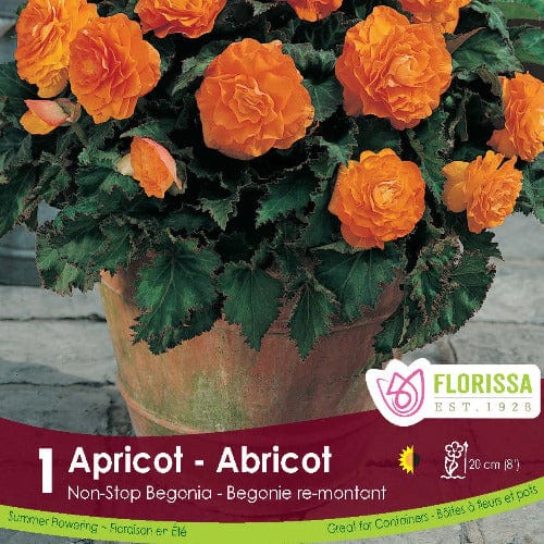 Non-Stop Begonia Apricot