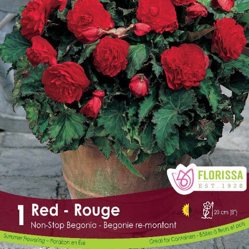 Non-Stop Begonia Red