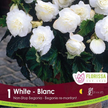 Begonia - Non-Stop White, 1 Pack