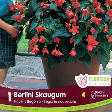 Begonia - Novelty Bertini Skaugum
