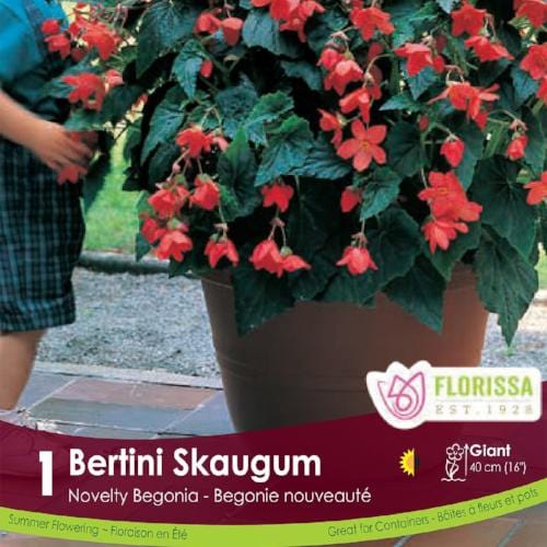 Novelty Begonia Bertini Skaugum Spring Bulb