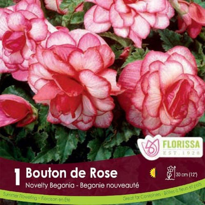 Novelty Begonia Bouton de Rose Spring Bulb