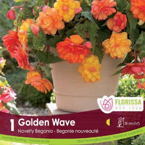 Begonia Sup Nov Golden Wave Orange and Yellow Spring bulb