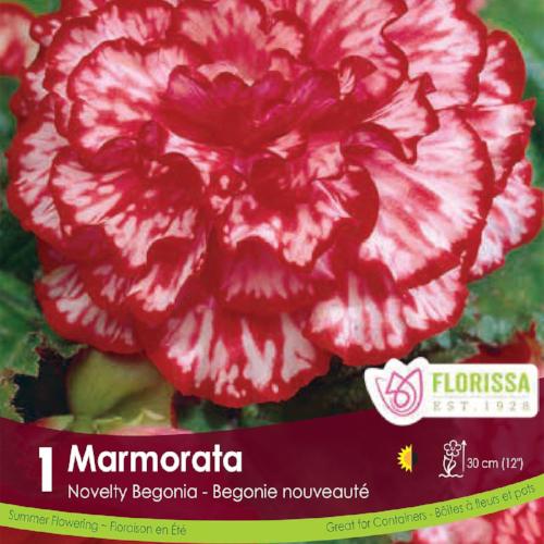 Novelty Begonia Marmorata Red and White
