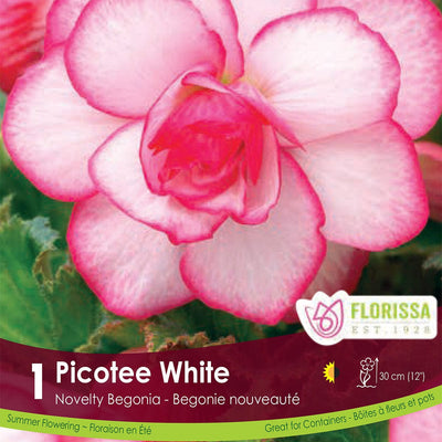 Begonia Nov Picotee White Pink Spring Bulb