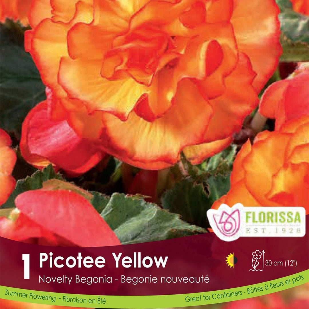 Begonia Nov Picotee Yellow Spring Bulb