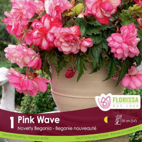 Super Novelty Begonia Pink Wave Spring Bulb