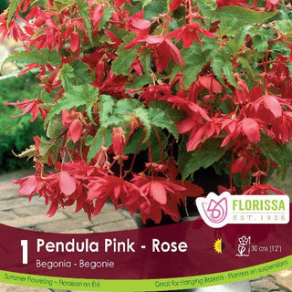Begonia - Pendula Pink, 1 Pack