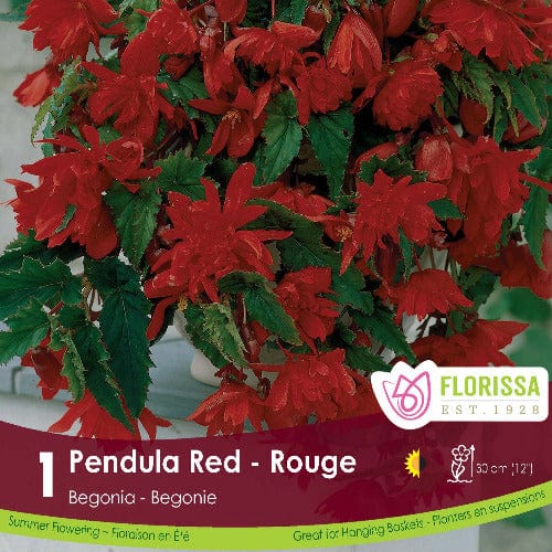 Begonia Pendula Red