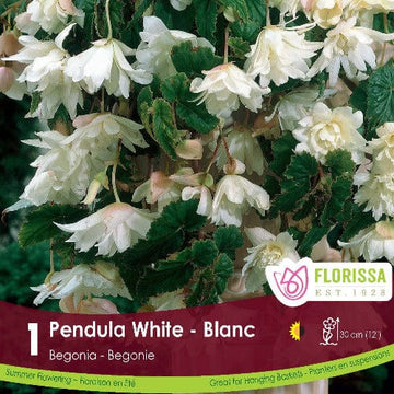 Begonia - Pendula White