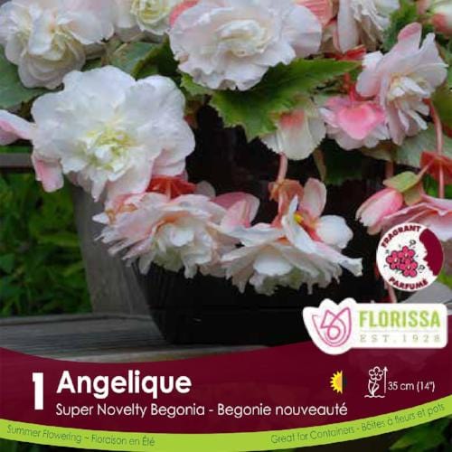 Begonia Sup Nov Angelique White Spring Bulb