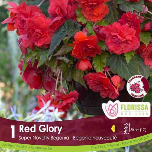 Begonia - Super Novelty Red Glory