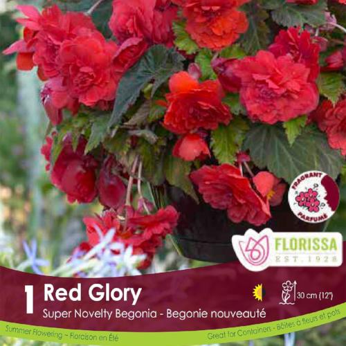 Begonia Sup Nov Red Glory Spring Bulb