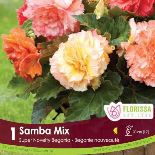 Begonia Sup Nov Samba Pink Yellow White and Orange Spring Bulbs