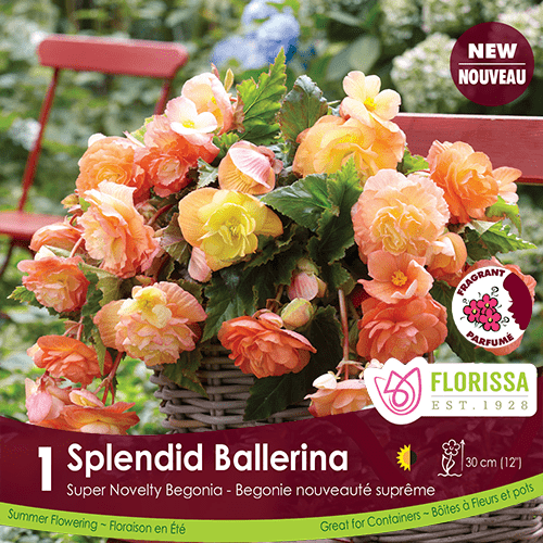 Begonia - Super Novelty Splendid Ballerina