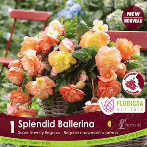 Super Novelty Begonia Splendide Ballerina