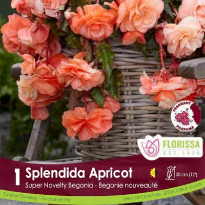Begonia Sup Nov Splendida Apricot Spring Bulbs