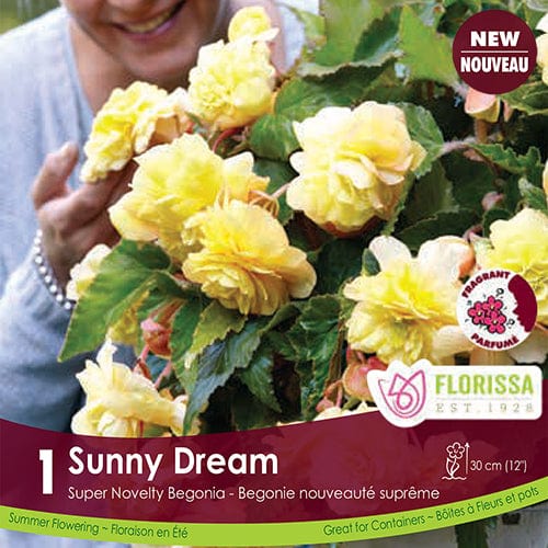 Begonia, Super Novelty - Sunny Dream