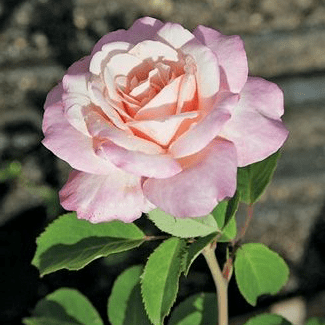 Belinda's Blush - Weeks Rose